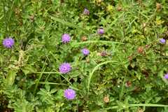 Centratherum punctatum